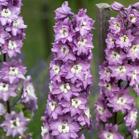The Fascinating History of Delphinium Magic Fountain Lilac Pink with White Bee
